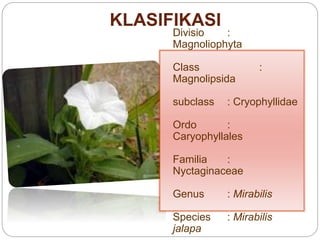 Divisio :
Magnoliophyta
Class :
Magnolipsida
subclass : Cryophyllidae
Ordo :
Caryophyllales
Familia :
Nyctaginaceae
Genus : Mirabilis
Species : Mirabilis
jalapa
KLASIFIKASI
 