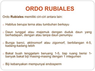 ORDO RUBIALES
Ordo Rubiales memiliki ciri-ciri antara lain:
o Habitus berupa terna atau tumbuhan berkayu
o Daun tunggal atau majemuk dengan duduk daun yang
berhadapan, dengan atau tanpa daun penumpu
o Bunga banci, aktinomorf atau zigomorf, berbilangan 4-5,
kadang-kadang lebih
o Bakal buah tenggelam beruang 1-5, tiap ruang berisi 1-
banyak bakal biji masing-masing dengan 1 integumen
o Biji kebanyakan mempunyai endosperm
 