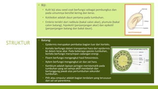 Angiospermae - Plantae (Bab 7) | PPTX