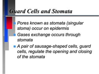 Guard Cells and Stomata
 Pores known as stomata (singular
stoma) occur on epidermis
 Gases exchange occurs through
stomata
 A pair of sausage-shaped cells, guard
cells, regulate the opening and closing
of the stomata
 