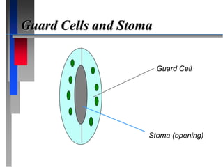 Angiosperm anatomy.ppt