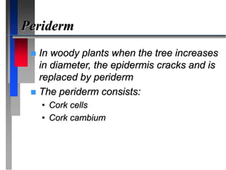 Periderm
 In woody plants when the tree increases
in diameter, the epidermis cracks and is
replaced by periderm
 The periderm consists:
• Cork cells
• Cork cambium
 