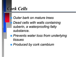 Cork Cells
 Outer bark on mature trees
 Dead cells with walls containing
suberin, a waterproofing fatty
substance.
 Prevents water loss from underlying
tissues
 Produced by cork cambium
 