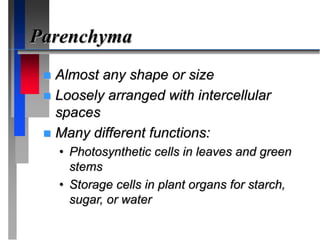 Parenchyma
 Almost any shape or size
 Loosely arranged with intercellular
spaces
 Many different functions:
• Photosynthetic cells in leaves and green
stems
• Storage cells in plant organs for starch,
sugar, or water
 