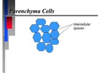 Parenchyma Cells
Intercellular
spaces
 