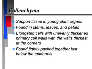 Collenchyma
 Support tissue in young plant organs
 Found in stems, leaves, and petals
 Elongated cells with unevenly thickened
primary cell walls with the walls thickest
at the corners
 Found tightly packed together just
below the epidermis
 