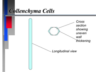 Collenchyma Cells
Longitudinal view
Cross
section
showing
uneven
wall
thickening
 