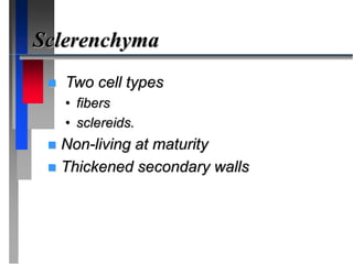 Sclerenchyma
 Two cell types
• fibers
• sclereids.
 Non-living at maturity
 Thickened secondary walls
 