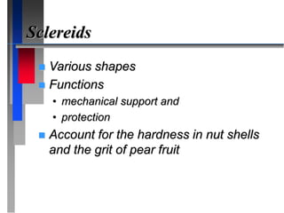 Sclereids
 Various shapes
 Functions
• mechanical support and
• protection
 Account for the hardness in nut shells
and the grit of pear fruit
 