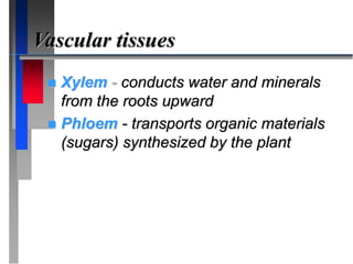 Vascular tissues
 Xylem - conducts water and minerals
from the roots upward
 Phloem - transports organic materials
(sugars) synthesized by the plant
 