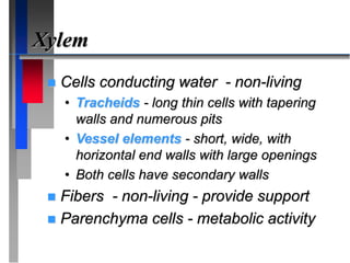 Xylem
 Cells conducting water - non-living
• Tracheids - long thin cells with tapering
walls and numerous pits
• Vessel elements - short, wide, with
horizontal end walls with large openings
• Both cells have secondary walls
 Fibers - non-living - provide support
 Parenchyma cells - metabolic activity
 