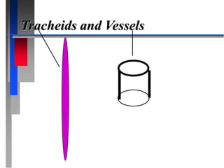Tracheids and Vessels
 
