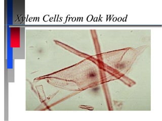Xylem Cells from Oak Wood
 