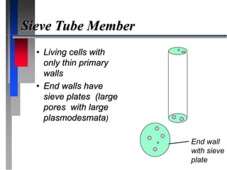 Sieve Tube Member
• Living cells with
only thin primary
walls
• End walls have
sieve plates (large
pores with large
plasmodesmata)
End wall
with sieve
plate
 