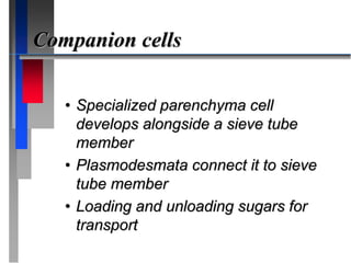 Companion cells
• Specialized parenchyma cell
develops alongside a sieve tube
member
• Plasmodesmata connect it to sieve
tube member
• Loading and unloading sugars for
transport
 