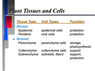Plant Tissues and Cells
 Tissue Type Cell Types Function
 Dermal
Epidermis epidermal cells protection
Periderm cork cells protection
 Ground
Parenchyma parenchyma cells storage,
photosynthesis
Collenchyma collenchyma cells support
Sclerenchyma sclereids, fibers support,
protection
 