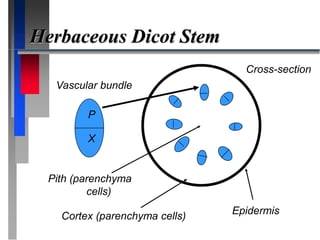 Herbaceous Dicot Stem
X
P
Epidermis
Cortex (parenchyma cells)
Pith (parenchyma
cells)
Vascular bundle
Cross-section
 