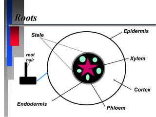 Roots
Stele
Epidermis
Xylem
Cortex
Phloem
Endodermis
root
hair
 