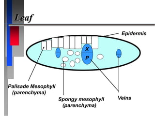 Leaf
X
P
Epidermis
Veins
Spongy mesophyll
(parenchyma)
Palisade Mesophyll
(parenchyma)
 