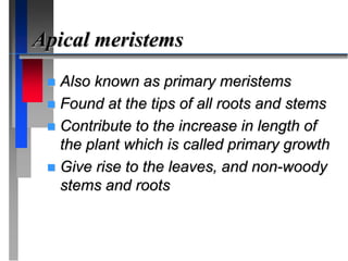 Apical meristems
 Also known as primary meristems
 Found at the tips of all roots and stems
 Contribute to the increase in length of
the plant which is called primary growth
 Give rise to the leaves, and non-woody
stems and roots
 