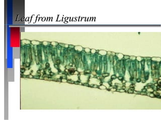 Leaf from Ligustrum
 