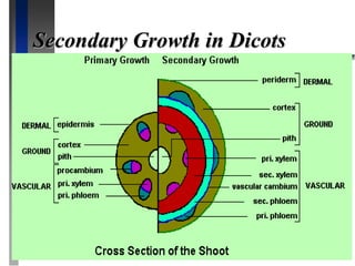 Secondary Growth in Dicots
 