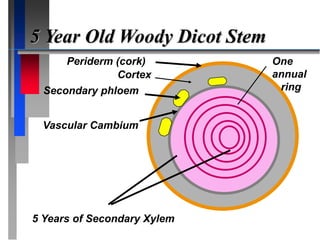 5 Year Old Woody Dicot Stem
One
annual
ring
Periderm (cork)
Cortex
Secondary phloem
Vascular Cambium
5 Years of Secondary Xylem
 