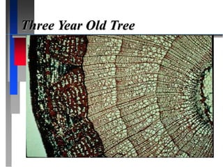 Three Year Old Tree
 