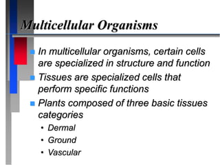 Multicellular Organisms
 In multicellular organisms, certain cells
are specialized in structure and function
 Tissues are specialized cells that
perform specific functions
 Plants composed of three basic tissues
categories
• Dermal
• Ground
• Vascular
 