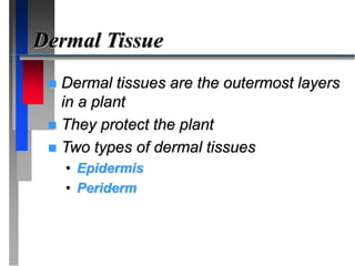 Dermal Tissue
 Dermal tissues are the outermost layers
in a plant
 They protect the plant
 Two types of dermal tissues
• Epidermis
• Periderm
 