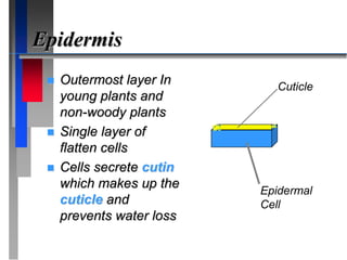 Epidermis
 Outermost layer In
young plants and
non-woody plants
 Single layer of
flatten cells
 Cells secrete cutin
which makes up the
cuticle and
prevents water loss
Epidermal
Cell
Cuticle
 
