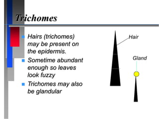 Trichomes
 Hairs (trichomes)
may be present on
the epidermis.
 Sometime abundant
enough so leaves
look fuzzy
 Trichomes may also
be glandular
Hair
Gland
 