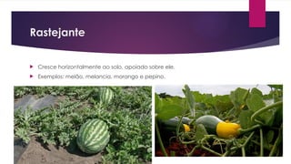 Rastejante
 Cresce horizontalmente ao solo, apoiado sobre ele.
 Exemplos: melão, melancia, morango e pepino.
 