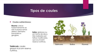 Tipos de caules
 Caules subterrâneos:
Rizoma: cresce
horizontalmente ao
solo e produz ramos
aéreos. Exemplos:
bananeira e
gengibre.
Tubérculo: caules
grossos ricos em reserva
nutritiva.
Bulbo: globosos ou
em forma de disco.
São rodeados por
folhas modificadas,
que acumulam
reserva nutritivas.
 