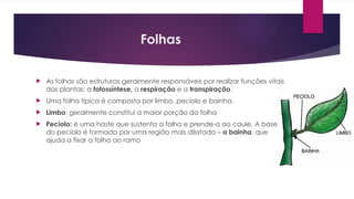 Folhas
 As folhas são estruturas geralmente responsáveis por realizar funções vitais
das plantas: a fotossíntese, a respiração e a transpiração.
 Uma folha típica é composta por limbo, pecíolo e bainha.
 Limbo: geralmente constitui a maior porção da folha
 Pecíolo: é uma haste que sustenta a folha e prende-a ao caule. A base
do pecíolo é formada por uma região mais dilatada – a bainha, que
ajuda a fixar a folha ao ramo
 