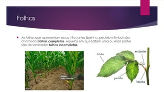 Folhas
 As folhas que apresentam essas três partes (bainha, pecíolo e limbo) são
chamadas folhas completas. Aquelas em que faltam uma ou mais partes
são denominadas folhas incompletas.
 