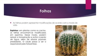 Folhas
 As folhas podem apresentar modificações de acordo com o modo de
vida.
Espinhos: em plantas como os cactos,
as folhas encontram-se modificadas
em espinhos. Desse modo, podem
reduzir a transpiração e evitar a perda
de água, além de afastar possíveis
predadores. O caule passa a ser o
responsável pela fotossíntese.
 