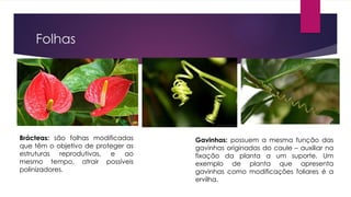 Folhas
Brácteas: são folhas modificadas
que têm o objetivo de proteger as
estruturas reprodutivas, e ao
mesmo tempo, atrair possíveis
polinizadores.
Gavinhas: possuem a mesma função das
gavinhas originadas do caule – auxiliar na
fixação da planta a um suporte. Um
exemplo de planta que apresenta
gavinhas como modificações foliares é a
ervilha.
 