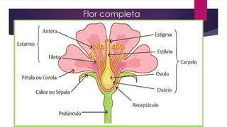 Flor completa
 
