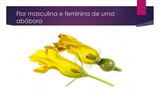 Flor masculina e feminina de uma
abóbora
 