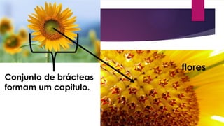 Conjunto de brácteas
formam um capitulo..
flores
 