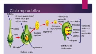 Ciclo reprodutivo
 