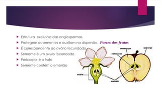  Estrutura exclusiva das angiospermas.
 Protegem as sementes e auxiliam na dispersão.
 É correspondente ao ovário fecundado
 Semente é um ovulo fecundado
 Pericarpo é o fruto
 Semente contém o embrião
 