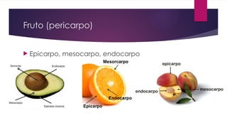 Fruto (pericarpo)
 Epicarpo, mesocarpo, endocarpo
 