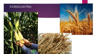 indeiscentes
 