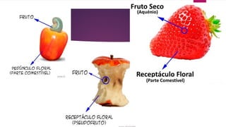 Angiospermas -  SLIDE COMPLETO BIOLOGIAc