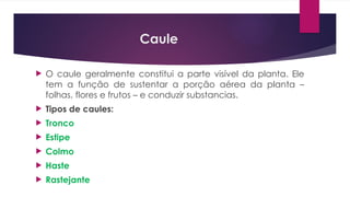 Caule
 O caule geralmente constitui a parte visível da planta. Ele
tem a função de sustentar a porção aérea da planta –
folhas, flores e frutos – e conduzir substancias.
 Tipos de caules:
 Tronco
 Estipe
 Colmo
 Haste
 Rastejante
 