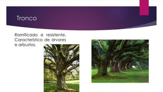 Tronco
Ramificado e resistente.
Característico de árvores
e arbustos,
 