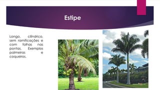 Estipe
Longo, cilíndrico,
sem ramificações e
com folhas nas
pontas. Exemplos
palmeiras e
coqueiros.
 