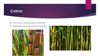 Colmo
 Com nós e entrenós bem evidentes
 Exemplos: cana-de-açúcar e bambu.
 